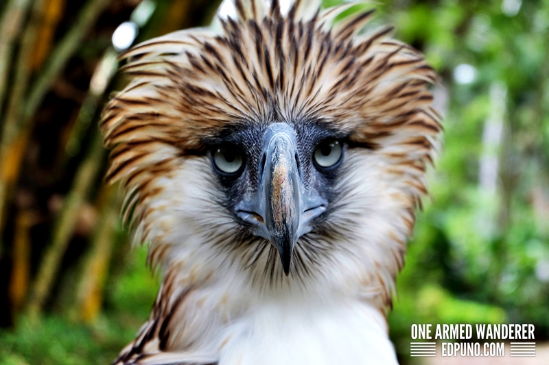 Philippine Eagle Center In Davao City - One Armed Wanderer